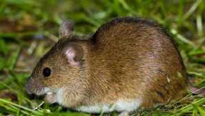 Zemeno, jak se s ním vypořádat správně